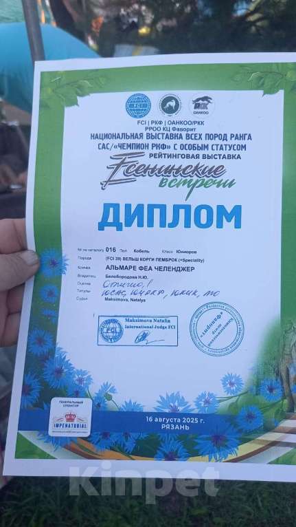 Собаки в Пензе: Очень красивый, титулованный молодой кобель вельш корги пемброк Мальчик, 300 000 руб. - фото 4