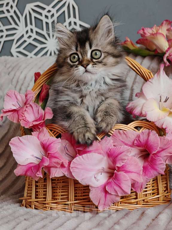 Кошки в Москве: шикарные шотландские котята из питомника Девочка, 65 000 руб. - фото 8