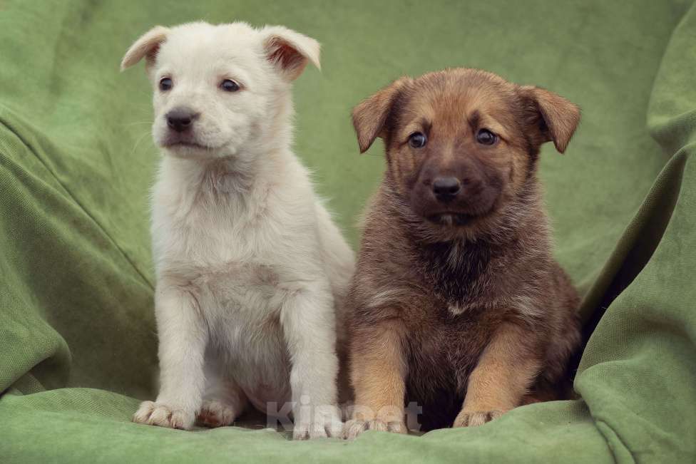 Собаки в Москве: щенок Коржик в добрые руки Мальчик, Бесплатно - фото 4