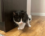 Кошки в Новосибирске: Котенок в добрые руки Девочка, Бесплатно - фото 2