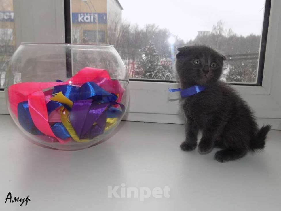 Кошки в Москве: Шотландская вислоухая длинношерстная, мальчик Мальчик, 15 000 руб. - фото 1