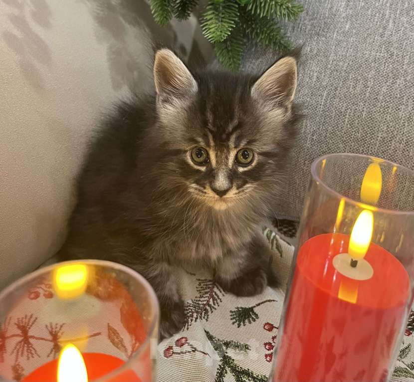 Кошки в Томске: Резервирование котят от титулованных родителей Девочка, 40 000 руб. - фото 2