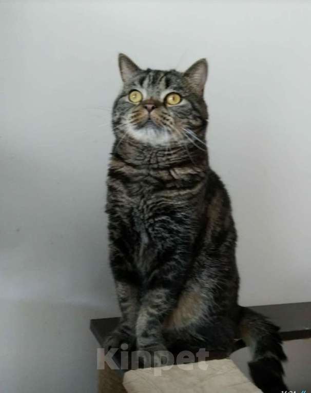 Кошки в Москве: Шотландский  Семён Мальчик, 1 000 руб. - фото 1