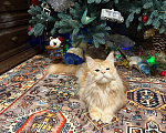 Кошки в Москве: Отдам в добрый руки кота Мальчик, Бесплатно - фото 1