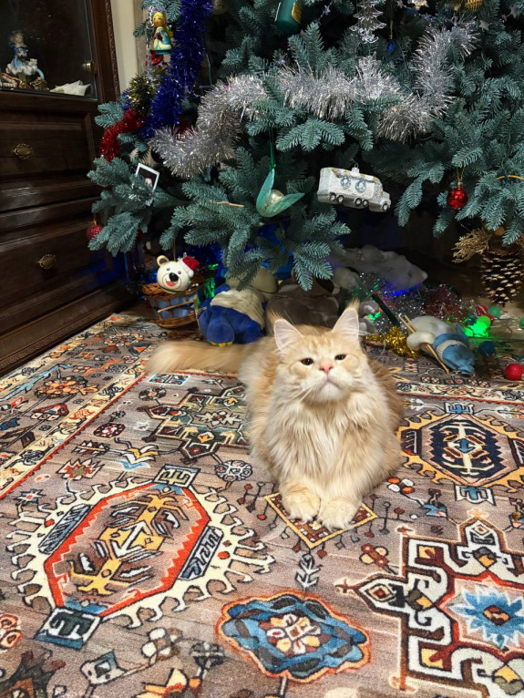 Кошки в Москве: Отдам в добрый руки кота Мальчик, Бесплатно - фото 1