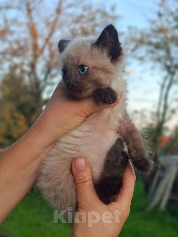 Кошки в Калуге: Котенок Мальчик, Бесплатно - фото 3
