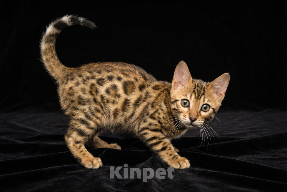 Кошки в Москве: Бенгальские котята Мальчик, 20 000 руб. - фото 2