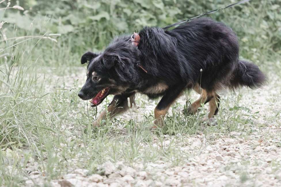 Собаки в Москве: Плюшевый Майк Мальчик, Бесплатно - фото 3