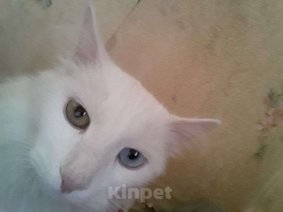 Кошки в Рязани: Отдам кота в добрые руки Мальчик, Бесплатно - фото 1
