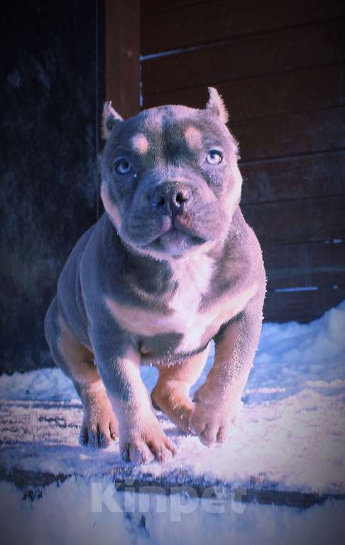 Собаки в других городах Ярославской области: Девочка-булли Девочка, 80 000 руб. - фото 4