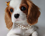 Собаки в других городах Московской области: Девочка кавалер Кинг Чарльз спаниель Девочка, 120 000 руб. - фото 4