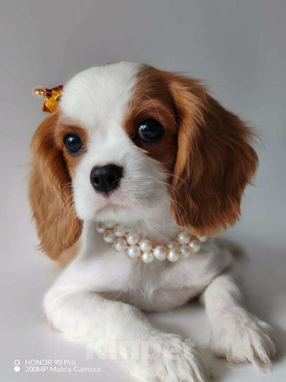 Собаки в других городах Московской области: Девочка кавалер Кинг Чарльз спаниель Девочка, 120 000 руб. - фото 4