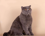Кошки в Рыбинске: Мальчик плюшевый Мальчик, 1 200 руб. - фото 2