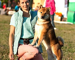Собаки в Москве: Кобель сиба-ину, шиба-ину, shiba inu открыт для вязок Мальчик, 1 руб. - фото 4