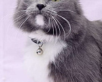 Кошки в Москве: Очаровательная кошка Дымка в добрые руки Девочка, 10 руб. - фото 1