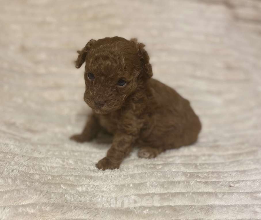 Собаки в Санкт-Петербурге: Очаровательная малышка той пудель девочка ред Браун  Девочка, Бесплатно - фото 5