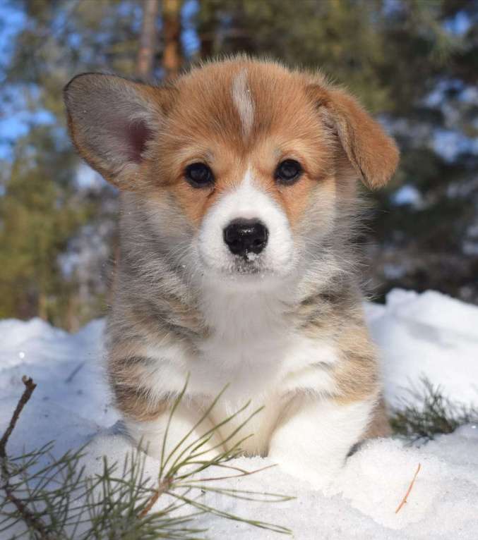 Собаки в Курганинске: Щенки вельш-корги пембок Девочка, Бесплатно - фото 3