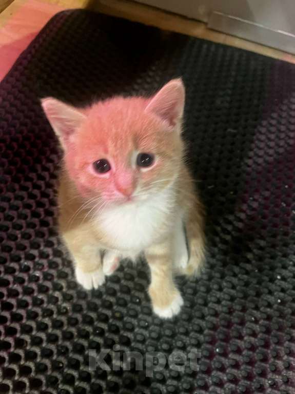 Кошки в Москве: Котенок даром Девочка, Бесплатно - фото 5