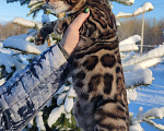 Кошки в Москве: Кай, ваш лучший друг Мальчик, 30 000 руб. - фото 5