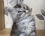 Кошки в Москве: Мейн Кун котята Девочка, 55 000 руб. - фото 4