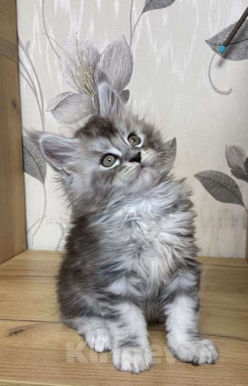 Кошки в Москве: Мейн Кун котята Девочка, 55 000 руб. - фото 4