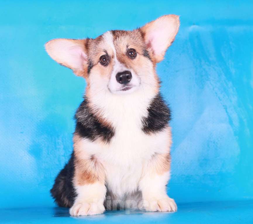 Собаки в Москве: вельш корги пемброк щенки Мальчик, 70 000 руб. - фото 7