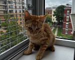 Кошки в Москве: Котенок девочка ищет дом Девочка, Бесплатно - фото 7