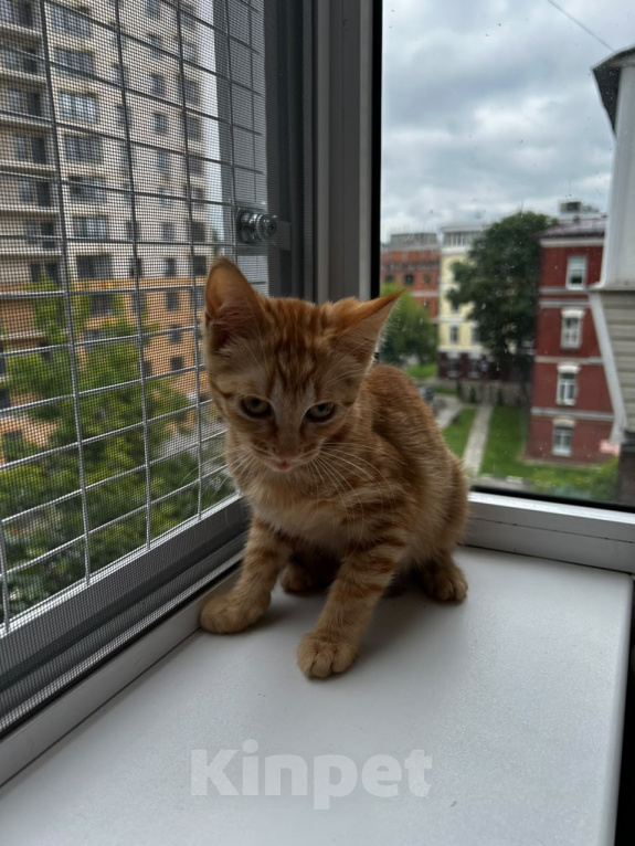 Кошки в Москве: Котенок девочка ищет дом Девочка, Бесплатно - фото 7
