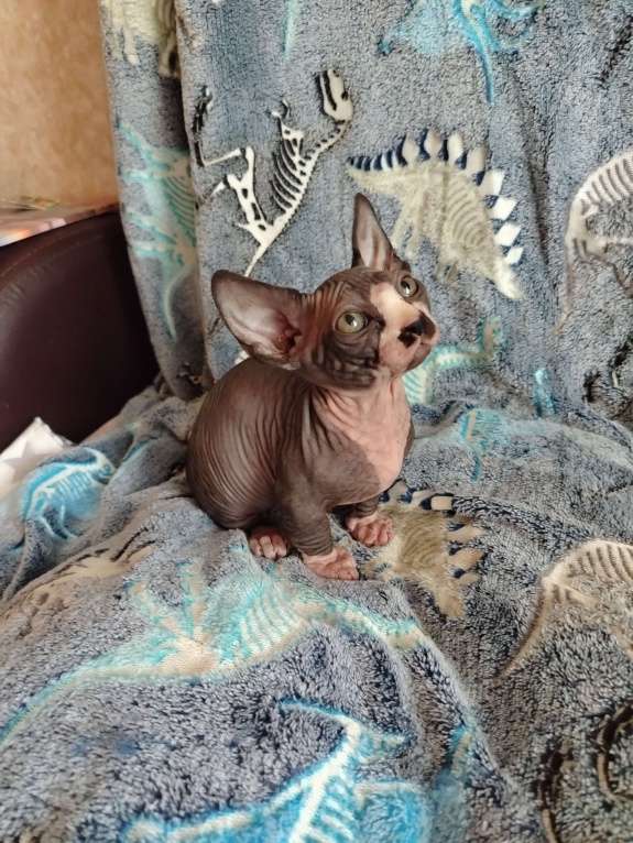 Кошки в Озерах: Продажа котят породы двельф Мальчик, 30 000 руб. - фото 5