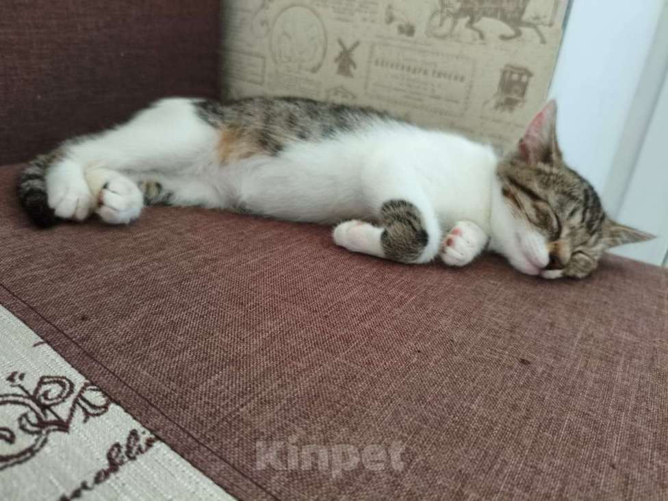 Кошки в других городах Московской области: котёнок Девочка, Бесплатно - фото 6