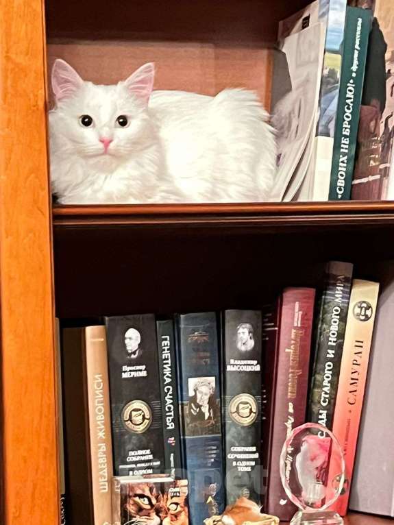 Кошки в Санкт-Петербурге: Безумно красивый котёнок Мальчик, Бесплатно - фото 2