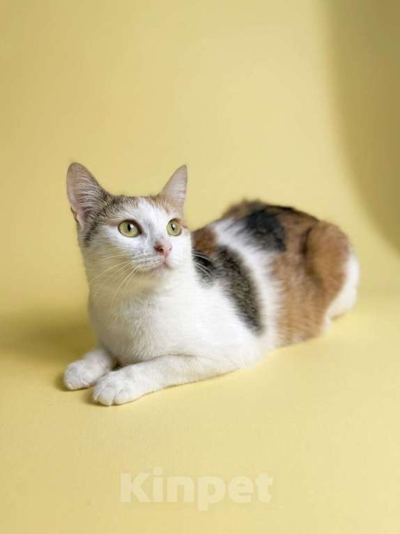 Кошки в Москве: Котенок 10 мес в добрые руки Девочка, Бесплатно - фото 6