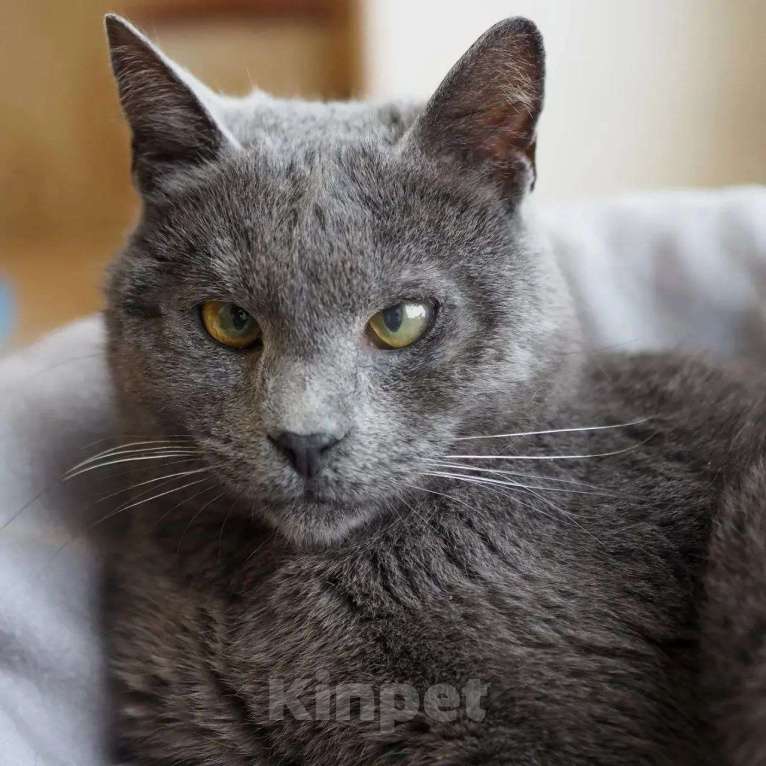 Кошки в Москве: Гоша ищет дом  Мальчик, Бесплатно - фото 2