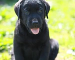 Собаки в Нижнем Новгороде: Щенки черного окраса Мальчик, 35 000 руб. - фото 2