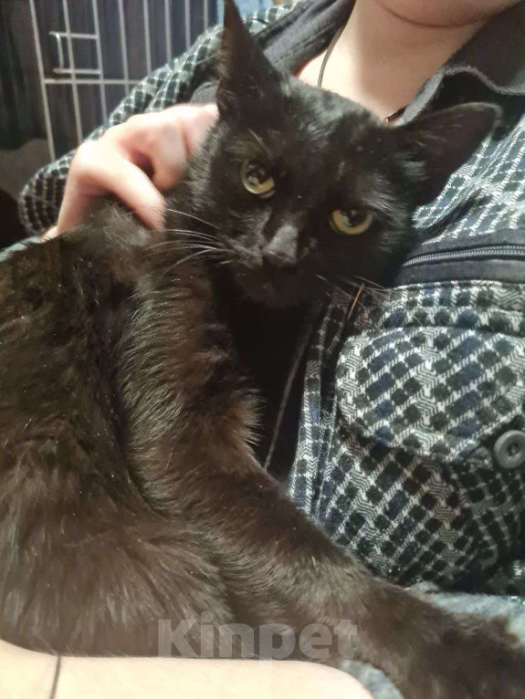 Кошки в других городах Калужской области: Чёрная ласковая Маковка Девочка, Бесплатно - фото 5