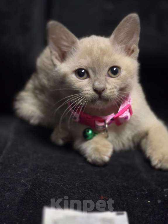 Кошки в Ореховом-Зуево: Кошка Европейская бурма лиловая Девочка, 40 000 руб. - фото 5