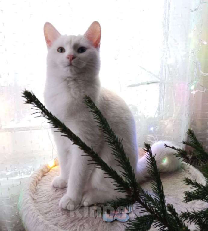 Кошки в Москве: Белый котёнок Бусинка в добрые руки  Девочка, Бесплатно - фото 5