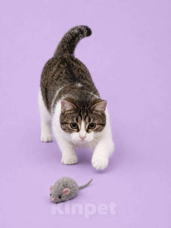 Кошки в Москве: Котенок Юкки в поисках семьи Девочка, Бесплатно - фото 1