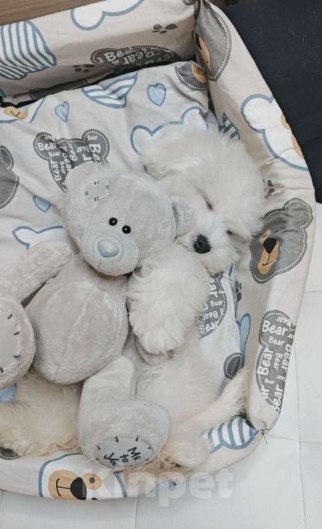 Собаки в Москве: БИШОН ФРИЗЕ девочка мини  Девочка, 79 990 руб. - фото 2