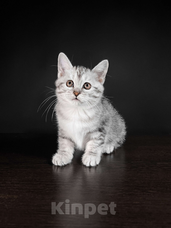 Кошки в Москве: Котята курильского бобтейла короткошерстные  Девочка, Бесплатно - фото 5