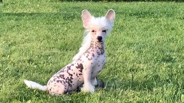 Собаки в Красногорске: Ksolo Club Dove Chiftain Мальчик, 20 000 руб. - фото 1