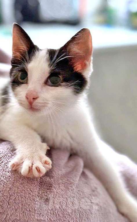 Кошки в Санкт-Петербурге: Ласковый трогательный котёнок Кузя ищет дом  Мальчик, 10 руб. - фото 3