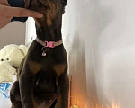 Собаки в Ростове-на-Дону: Щенки добермана  Девочка, 50 000 руб. - фото 5