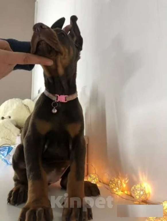 Собаки в Ростове-на-Дону: Щенки добермана  Девочка, 50 000 руб. - фото 5