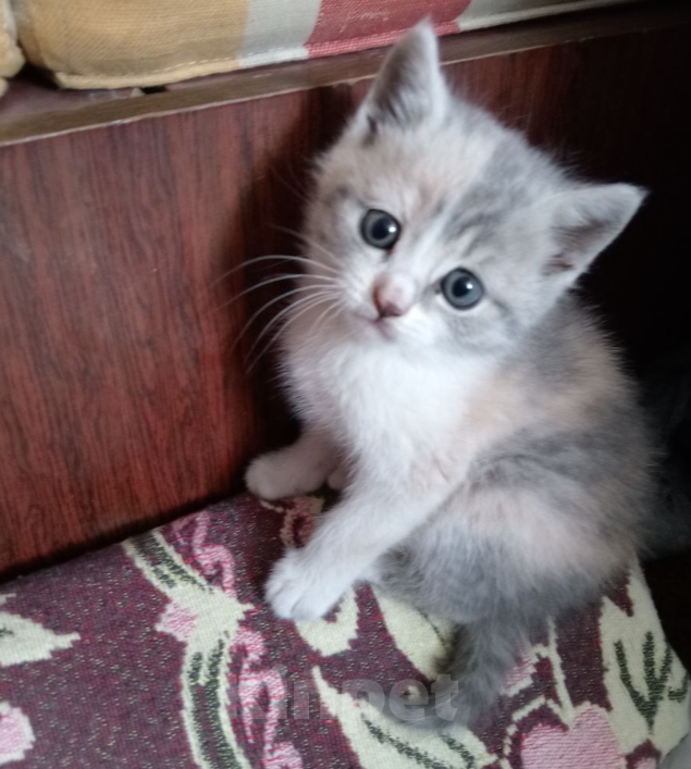 Кошки в Москве: Котята от русского голубого кота и британской мамы в дар Мальчик, 1 руб. - фото 6