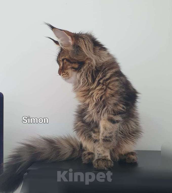 Кошки в Сочи: котята Мейн-Кун Мальчик, 40 000 руб. - фото 1