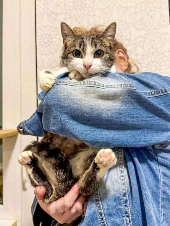 Кошки в Солнечногорске: Кошка-ягодка Морошка Девочка, Бесплатно - фото 7