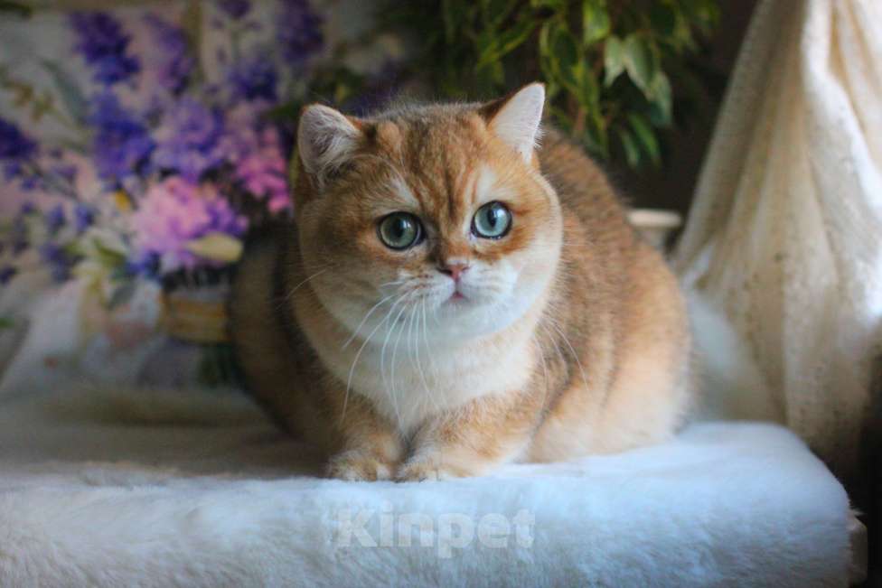 Кошки в Москве: Британский мальчик золотая шиншилла Мальчик, 55 000 руб. - фото 6