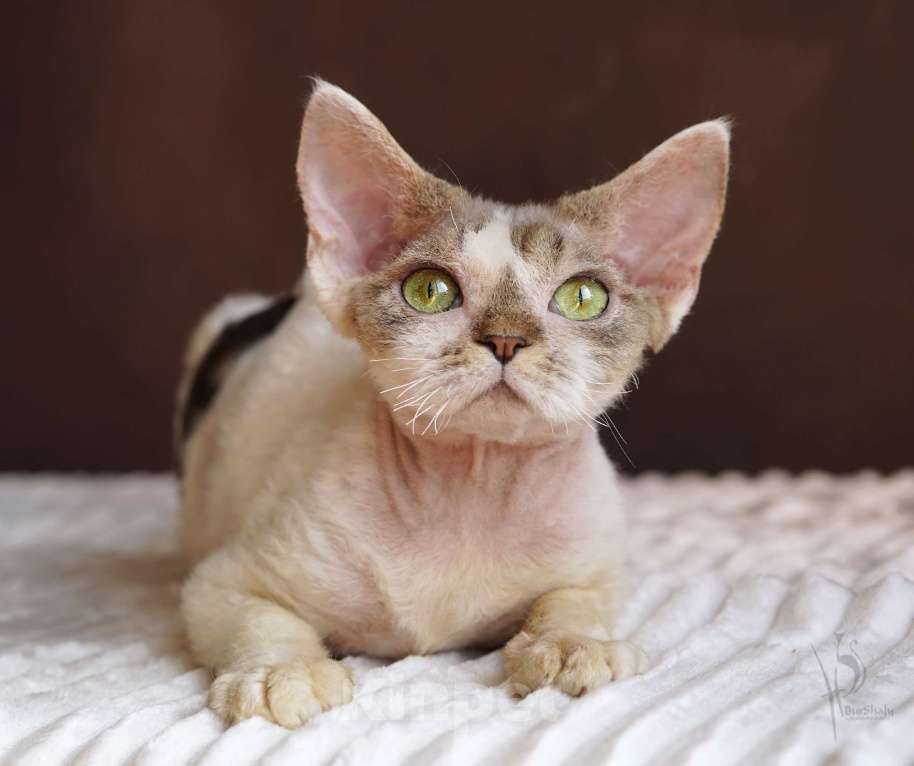 Кошки в Москве: Девон-рекс Девочка арлекин Девочка, 25 000 руб. - фото 3