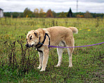 Собаки в Наро-Фоминске: Умка – наиумнейший  Мальчик, Бесплатно - фото 5